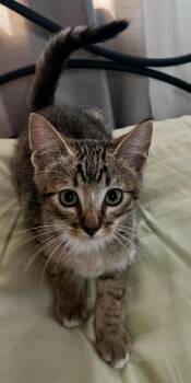 Rescue Domestic Short Hair Cats for Adoption in Rio Linda, California - Brownie | PetCurious