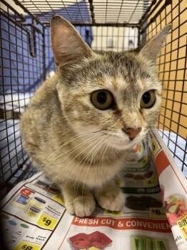 Domestic Short Hair Cats Available for Adoption in Modesto, California - A608791 | PetCurious
