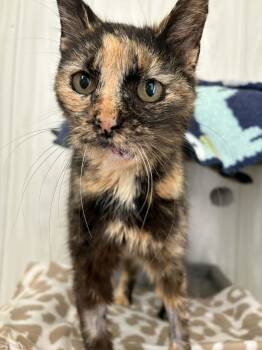 Patches -  Domestic Short Hair Cat for Adoption in Ona, West Virginia - Patches | PetCurious