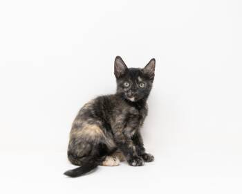 Rescue Tortoiseshell Cats for Adoption in Trophy Club, Texas - Zoey | PetCurious