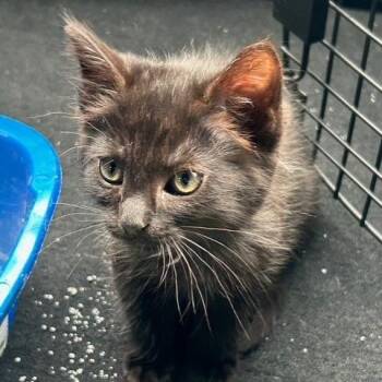 Rizzo -  Domestic Short Hair Cat Available for Adoption in Knoxville, Tennessee - Rizzo | PetCurious
