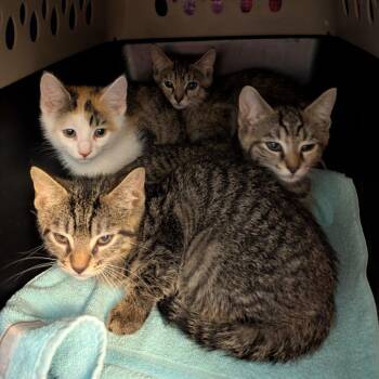Pookie -  Domestic Short Hair Cat Available for Adoption in Fairport, New York - Pookie | PetCurious