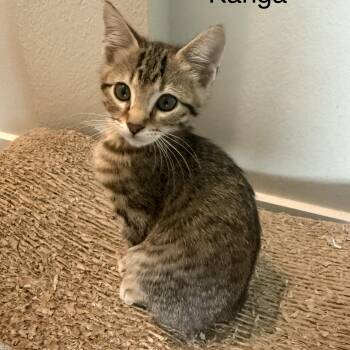 Kanga -  Domestic Short Hair Cat for Adoption in Houston, Texas - Kanga | PetCurious