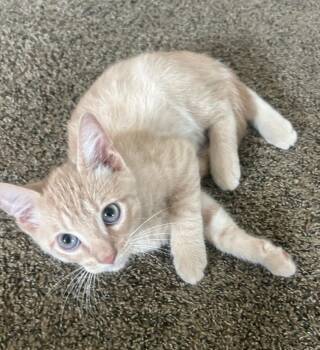 Lucky -  Domestic Short Hair Cat for Adoption in East Brunswick, New Jersey - Lucky | PetCurious