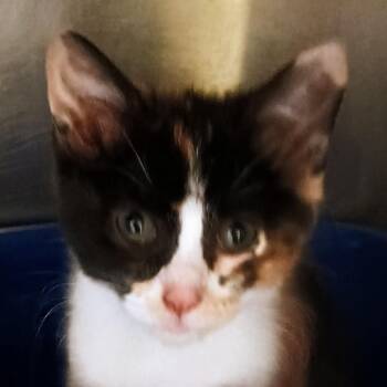 Lala -  Domestic Short Hair Cat for Adoption in Palestine, Texas - Lala | PetCurious