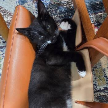Moustachio -  Domestic Short Hair Cat for Adoption in Santa Rosa, California - Moustachio | PetCurious