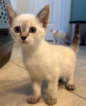Spaetzle -  Domestic Short Hair Cat for Adoption in Evans, Georgia - Spaetzle | PetCurious