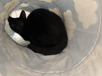 Domestic Short Hair Cats Available for Adoption in Kinston, North Carolina - Coal | PetCurious