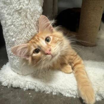 Mike -  Domestic Long Hair Cat for Adoption in Lenexa, Kansas - Mike | PetCurious