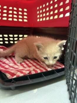 Buffy -  Domestic Short Hair Cat for Adoption in Charleston, South Carolina - Buffy | PetCurious