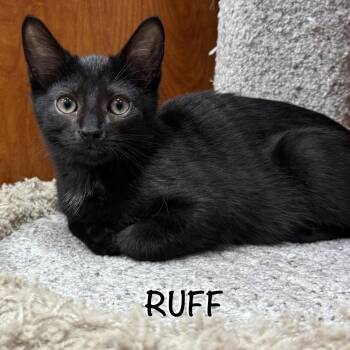 Ruff -  Domestic Short Hair Cat for Adoption in Hazlet, New Jersey - Ruff | PetCurious