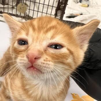 Hashtag -  Domestic Short Hair Cat for Adoption in Las Cruces, New Mexico - Hashtag | PetCurious