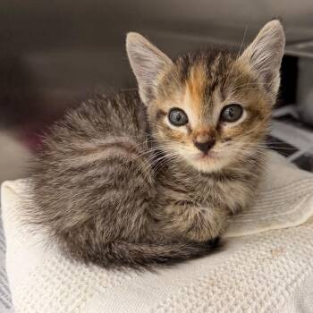 Fawn -  Domestic Short Hair Cat for Adoption in Auburn, Alabama - Fawn | PetCurious