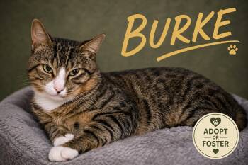 Burke (FCID# 07/27/2026 - 7 Trainer) -  Tabby Cat for Adoption in Greenville, Delaware - Burke (FCID# 07/27/2026 - 7 Trainer) | PetCurious