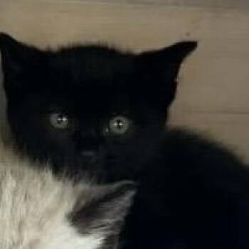 Duende -  Domestic Short Hair Cat for Adoption in Veneta, Oregon - Duende | PetCurious