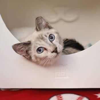 Domestic Short Hair Cats Available for Adoption - May | PetCurious