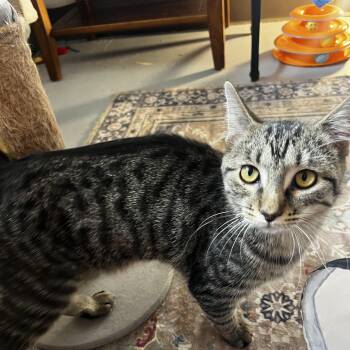 Taffy -  Extra Toes Cat Hemingway Polydactyl Cat for Adoption - Taffy | PetCurious