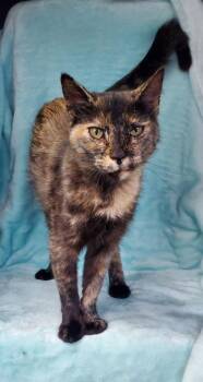 7139 (Larrie) -  Tortoiseshell Cat for Adoption in Lake City, Michigan - 7139 (Larrie) | PetCurious