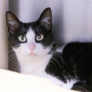 Cashew -  Domestic Short Hair Cat for Adoption in Mentor, Ohio - Cashew | PetCurious