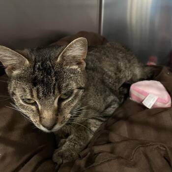 Padfoot -  Domestic Short Hair Cat for Adoption in Fairmont, West Virginia - Padfoot | PetCurious
