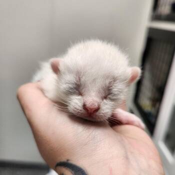 Taurus -  Domestic Short Hair Cat Available for Adoption in North Battleford, Saskatchewan - Taurus | PetCurious