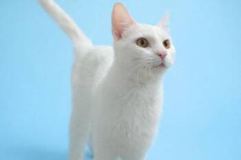 Domestic Short Hair Cats Available for Adoption - Blanco | PetCurious
