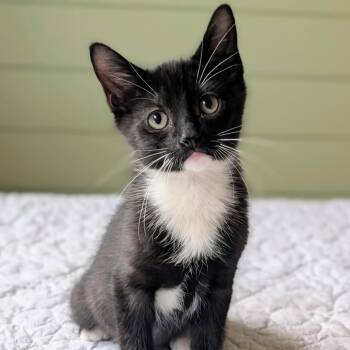 Thicket -  Domestic Short Hair Cat for Adoption in Murfreesboro, Tennessee - Thicket | PetCurious
