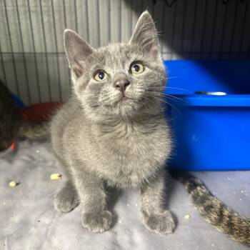 Inosuke -  Domestic Short Hair Cat for Adoption in Puslinch, Ontario - Inosuke | PetCurious