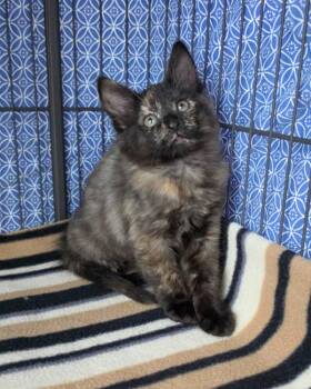 Domestic Short Hair Cats Available for Adoption in Novato, California - Nibbles | PetCurious