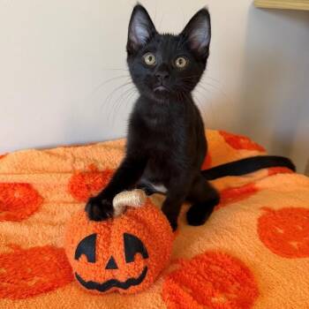 Bender -  Domestic Short Hair Cat for Adoption in Rochester, Minnesota - Bender | PetCurious