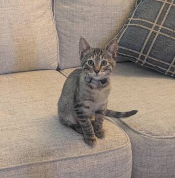 Burger -  Tabby Cat for Adoption in Burnaby, British Columbia - Burger | PetCurious