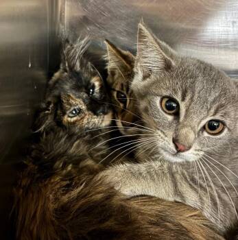Grape -  Domestic Short Hair Cat for Adoption in Cincinnati, Ohio - Grape | PetCurious