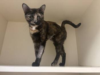 Rescue Domestic Short Hair Cats for Adoption in Atlanta, Georgia - Mama Mia | PetCurious