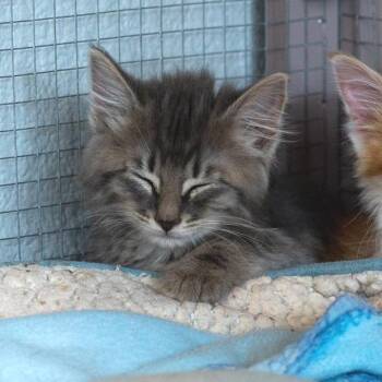 Cove -  Domestic Long Hair Cat for Adoption in Durango, Colorado - Cove | PetCurious