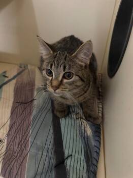 SCARLETT -  Domestic Short Hair Cat for Adoption in Hastings, Michigan - SCARLETT | PetCurious