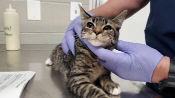 VERDE -  Domestic Short Hair Cat for Adoption in Aurora, Illinois - VERDE | PetCurious