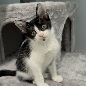 Chess -  Domestic Short Hair Cat for Adoption in West Palm Beach, Florida - Chess | PetCurious