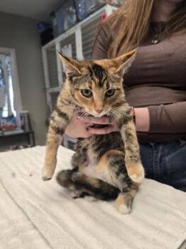Candy Corn -  Domestic Short Hair Cat for Adoption in Vancouver, Washington - Candy Corn | PetCurious