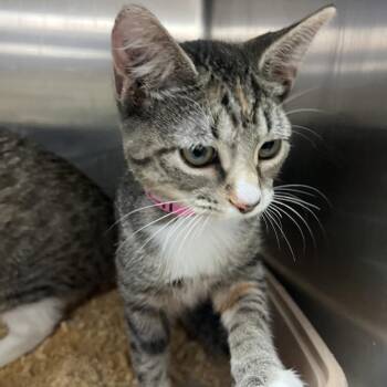 Teeney -  Domestic Short Hair Cat for Adoption in Lakeland, Florida - Teeney | PetCurious
