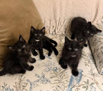 Love Bug Kittens -  Domestic Medium Hair Cat for Adoption in Closter, New Jersey - Love Bug Kittens | PetCurious
