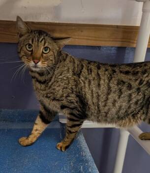 Domestic Short Hair Cats Available for Adoption in Saint Francisville, Louisiana - Nero | PetCurious