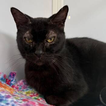 Sonja Brunhilde -  Domestic Short Hair Cat for Adoption in Chicago, Illinois - Sonja Brunhilde | PetCurious