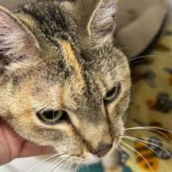 Rescue Oriental Tabby Cats for Adoption in Green Valley, Arizona - Alice--Lovely Lady Adoptable With Bonded Companion, Hazel & Come | PetCurious