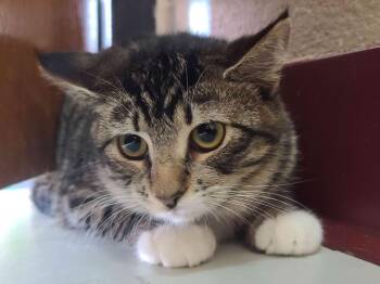 Rescue Domestic Short Hair Cats for Adoption in Jim Thorpe, Pennsylvania - Ari | PetCurious