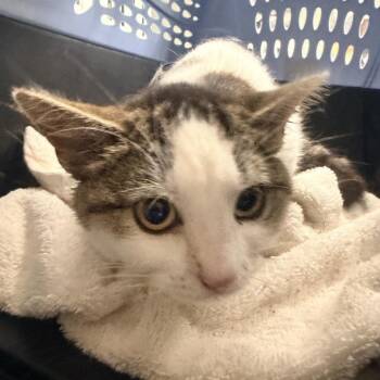 Selmer 406 -  Domestic Short Hair Cat for Adoption in Mt. Juliet, Tennessee - Selmer 406 | PetCurious