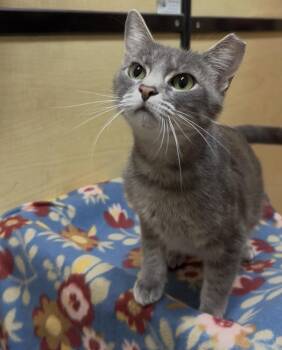 Missy -  Domestic Short Hair Cat for Adoption in Panama City, Florida - Missy | PetCurious