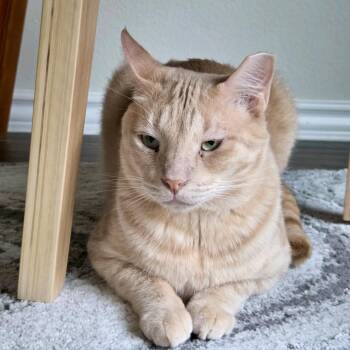 Cottontail (bonded to Nolan) -  American Shorthair Cat for Adoption in Austin, Texas - Cottontail (bonded To Nolan) | PetCurious