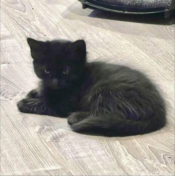 Starling -  Domestic Short Hair Cat for Adoption in Saint Charles, Missouri - Starling | PetCurious
