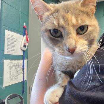 American Bobtail Cats Available for Adoption in Parkersburg, West Virginia - Sugar Cone | PetCurious