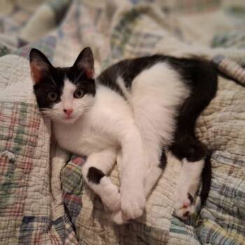 Pepper -  Domestic Short Hair Cat for Adoption in Vine Grove, Kentucky - Pepper | PetCurious
